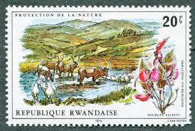 Image result for Impatiens stuhlmannii