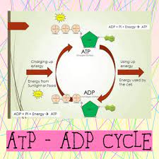 Mathematical model that describes atp and adp release through a cellular membrane injury and subsequent radial diffusion and degradation in the extracellular space. Stem Thoughts Stemthoughtslessongeneralbiology1 Facebook
