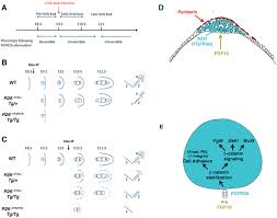 Erek erek hari raya natal : Transient Inhibition Of Fgfr2b Ligands Signaling Leads To Irreversible Loss Of Cellular B Catenin Organization And Signaling In Aer During Mouse Limb Development