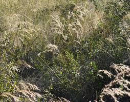 Image result for Rytidosperma davyi