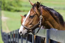 The real horse capital of the world is lexington, kentucky. Horse Capital Of The World Lexington Choice Hotels