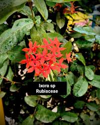 Image result for Ixora sp. A