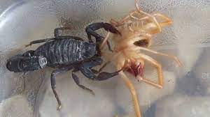 I couldn't believe what i was seeing! Arabian Fat Tailed Scorpion Feeding On Camel Spider Youtube