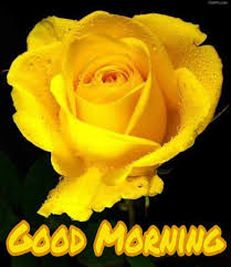 55 Good Morning Rose Flowers Images Pictures With Romantic Red Roses Here today we are giving you best good morning coffee or tea good morning images with beautiful quotes messages status but we don't want you to just share this from whatsapp or other social networking sites but also i need you to. 55 good morning rose flowers images
