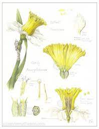 Botanical Study Of A Daffodil Botanical Illustration Vintage Daffodils Botanical