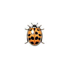 Asian Lady Beetle Identification Behavior New Mexico Pest Control