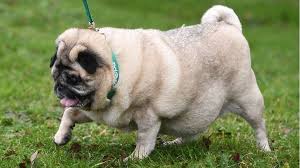 A pet carrier may help take the strain out of carrying your pup for the first week or two. Pug S Weight Up To Toddler Size After No Walks Bbc News