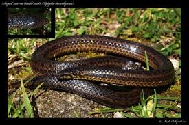 Image result for Xylopia shirensis