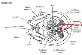 Horseshoe Crab Anatomy Identifying Parts On The Underside Of The Crab Including The Difference Between The 1st Walki Female Crab Female Books Horseshoe Crab
