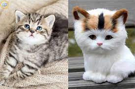 How Long Do Cats Live