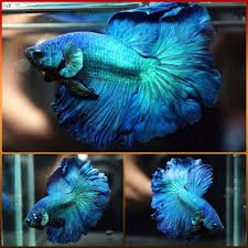 Live Betta Fish Male Blue Avatar Perfect Rosetail Halfmoon Hm 370 Betta Fish Betta Freshwater Aquarium Fish