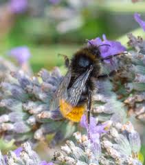 Image result for Bombus lapidarius