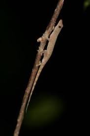 Image result for Oncella curviramea