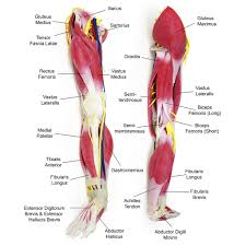 Related posts of muscle diagram labeled. Palyginamas Progresas VÄ—l Leg Muscles Yenanchen Com