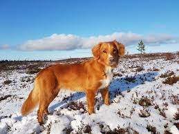 The smallest of the akc's retrievers, the nova scotia duck tolling retriever is intelligent, affectionate, and eager to please. Lucky Duck Oppdrett Av Nova Scotia Duck Tolling Retriever Toller Photos Facebook