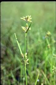 Image result for Fuirena ciliaris