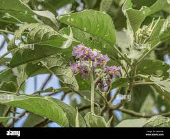 Image result for Solanum mauritianum