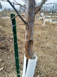 Maybe you would like to learn more about one of these? Diagnosing And Managing Fruit Tree Trunk Injuries