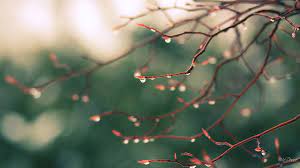 Spring Rain Drops Hd Desktop Background Hd Wallpapers Rain Wallpapers Spring Wallpaper Spring Desktop Wallpaper
