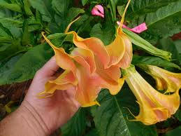 Image result for Brugmansia