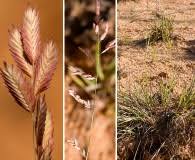 Image result for Eragrostis atrovirens