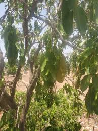 Image result for Isoberlinia