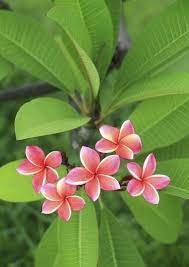 Plumeria Flower Fertilizer When And How To Fertilize Plumeria Flower Fertilizer Plumeria Flowers Plumeria Care