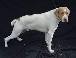 This Is A Courtesy Post For A Local Shelter That Tlc Supports Humane Society Of Cedar Creek Lake Therefore If Cedar Creek Lake Humane Society Local Shelters