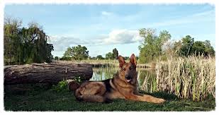 Maybe you would like to learn more about one of these? Sprague S German Shepherds California German Shepherd Dog Breeder