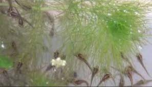 Cara Budidaya Ikan Gabus Di Kolam Terpal Hemat Biaya Ikan Kolam Terpal