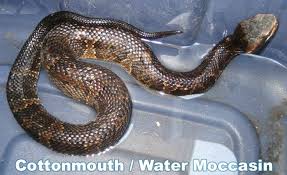 Water Moccasin Information Facts Snake Removal Animal Totems Snake