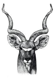 Kudu Illustration Animal Drawings Deer Illustration Animal Art