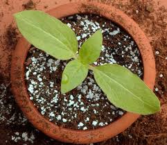 Maybe you would like to learn more about one of these? Perlite Untuk Tanaman Apa Itu Kelebihan Dan Kekurangan Mineral Ciri Penggunaan