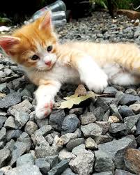 Baby Black And Orange Kitten Cute Kittens White With Black Spots Kitten Cat Playing Fruit Ninja Cute Puppies And Kittens Kittens Cutest Baby Kittens Cutest