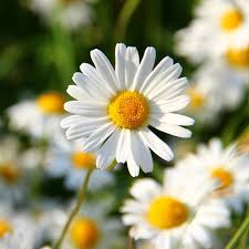 Check spelling or type a new query. 14 Tips To Make Caring For Shasta Daisies A Breeze