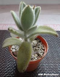 Mb Paisajismo Photos From Mb Paisajismo S Post In Facebook Planting Succulents Plants Succulents
