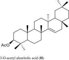 Image result for Voacanga pachyceras