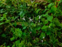 Image result for Rhinacanthus