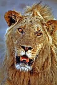 Chobe Lion Botswana Lion Pictures Lions Photos Animals Beautiful