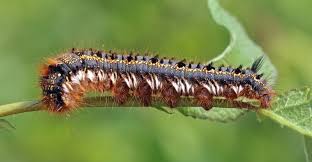 Caterpillars are active from april to late june. Furry Caterpillars An Identification Guide Owlcation
