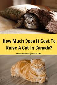 Maximum carrier size allowed in the cabin. How Much Does It Cost To Raise A Cat In Canada Canadian Budget Binder