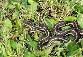 These plants will repel snakes from your garden. 2 Smells That Snakes Hate And How To Use Them Pest Pointers Tips For At Home Pest Control