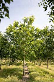 Image result for Sophora inhambanensis