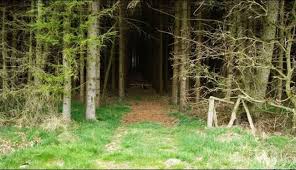 ‫غابة‬‎ ile ilgili görsel sonucu