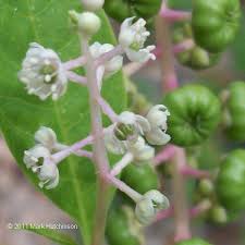 Image result for Phytolacca