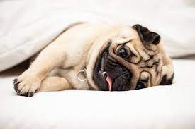 Cute Pug Dog Breed Lying On Cute Pugs Dog Breeds Pugs