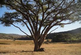 Image result for Albizia tanganyicensis