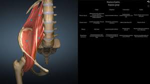 Share your 3d views with other atlas 2021.1 users. Anatomy Learning 3d Anatomy Atlas Download Apk Application For Free