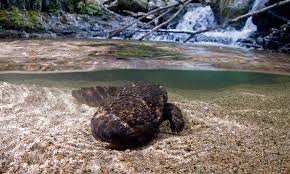 Immerse yourself in Furgang Nua's explicit universe