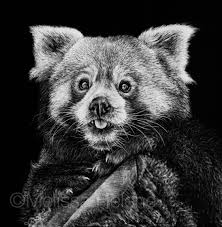 Red Panda 5x5 Scratchboard Melissa Helene Fine Arts Photography Www Melissahelene Com Artwork Sc Scratchboard Scratchboard Animals Scratchboard Artists